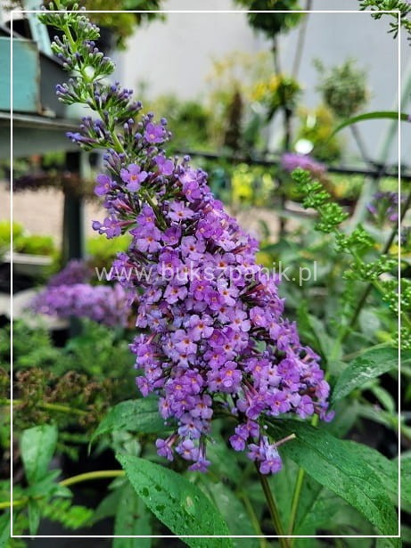 Budleja Davida 'Ile de France' - Buddleja davidii