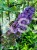 Budleja Davida 'Ile de France' - Buddleja davidii