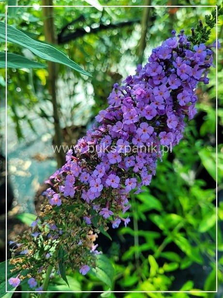 Budleja Davida 'Ile de France' - Buddleja davidii