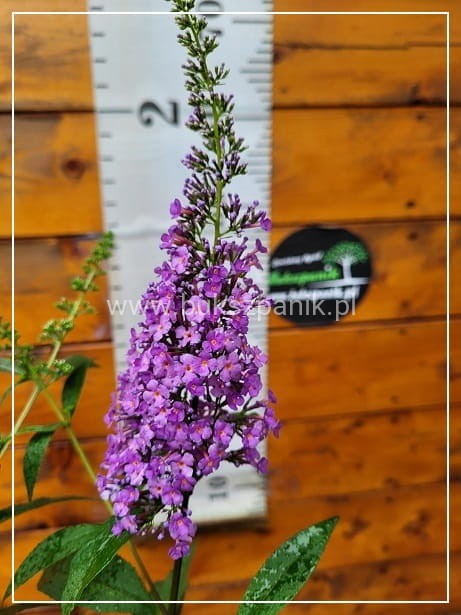 Budleja Davida 'Ile de France' - Buddleja davidii