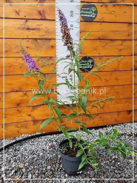 Budleja Davida 'Ile de France' - Buddleja davidii