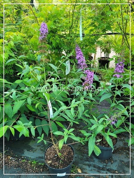Budleja Davida 'Ile de France' - Buddleja davidii