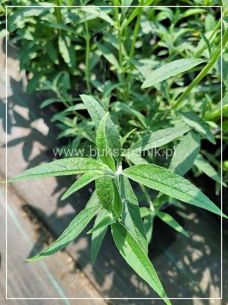 Budleja Davida 'Ile de France' - Buddleja davidii