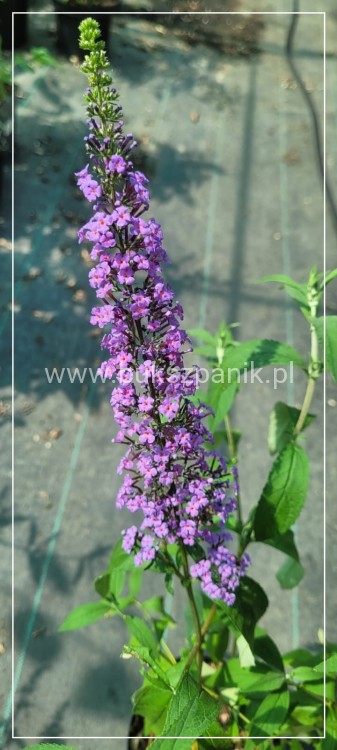 Budleja Davida 'Ile de France' - Buddleja davidii