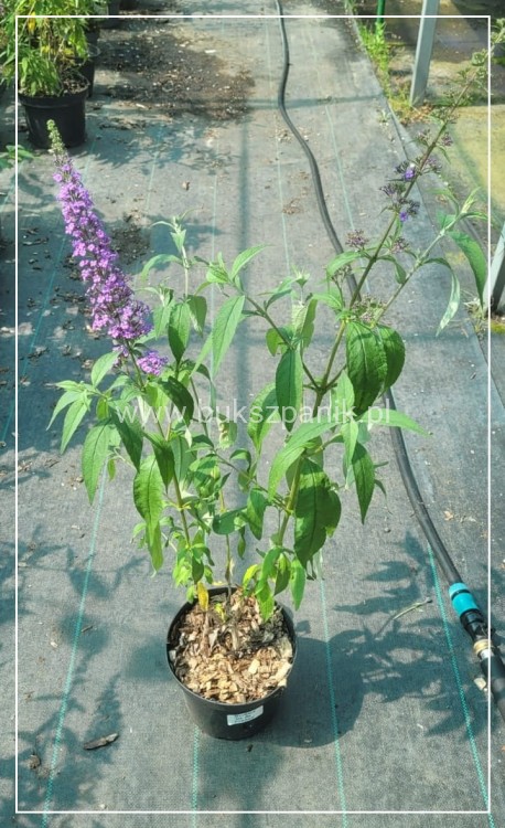 Budleja Davida 'Ile de France' - Buddleja davidii