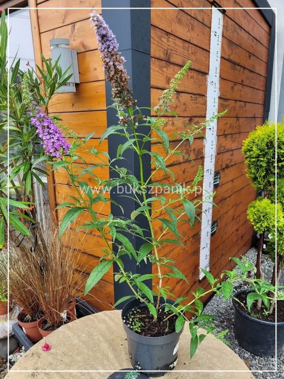 Budleja Davida 'Ile de France' - Buddleja davidii