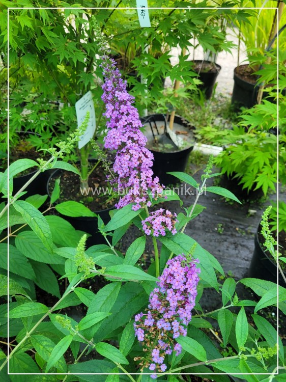 Budleja Davida 'Ile de France' - Buddleja davidii