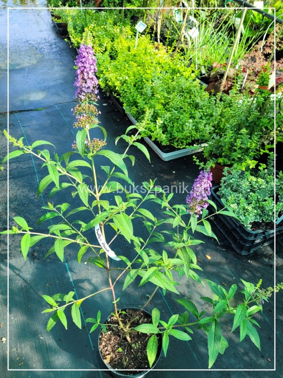 Budleja Davida 'Ile de France' - Buddleja davidii