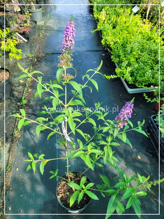 Budleja Davida 'Ile de France' - Buddleja davidii