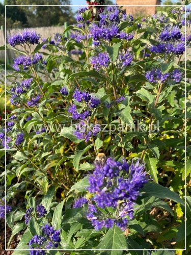 Barbula klandońska Kew Blue – Caryopteris clandonensis  C5l