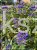 Barbula klandońska Kew Blue – Caryopteris clandonensis  C5l