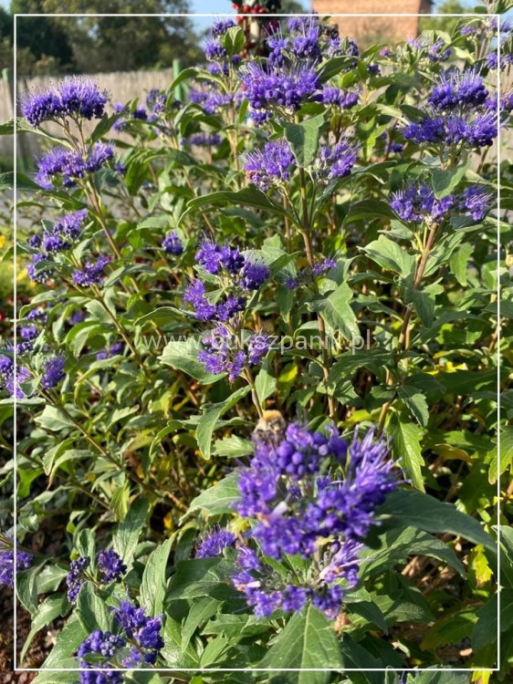 Barbula klandońska Kew Blue – Caryopteris clandonensis  C5l