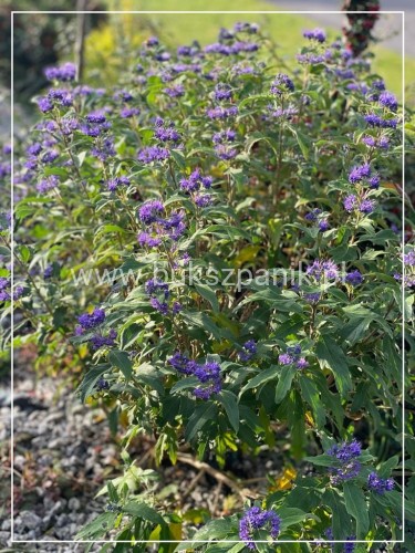 Barbula klandońska Kew Blue – Caryopteris clandonensis  C5l