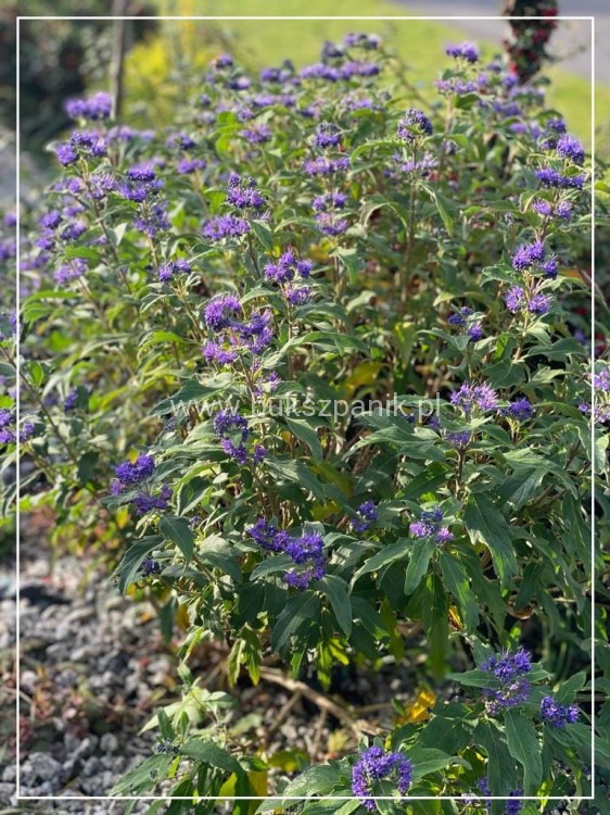 Barbula klandońska Kew Blue – Caryopteris clandonensis  C5l