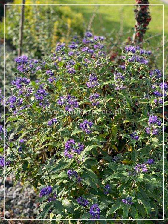 Barbula klandońska Kew Blue – Caryopteris clandonensis  C5l