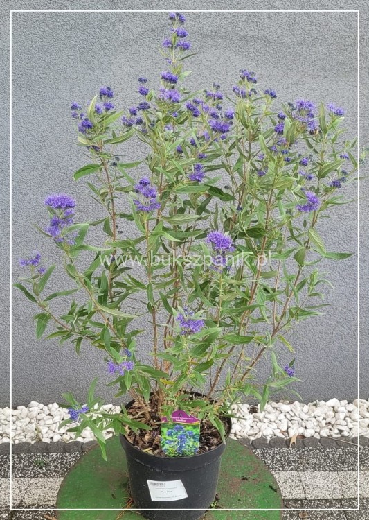 Barbula klandońska Kew Blue – Caryopteris clandonensis  C5l