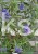 Barbula klandońska Kew Blue – Caryopteris clandonensis  C5l