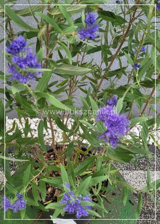 Barbula klandońska Kew Blue – Caryopteris clandonensis  C5l
