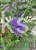 Barbula klandońska Kew Blue – Caryopteris clandonensis  C5l