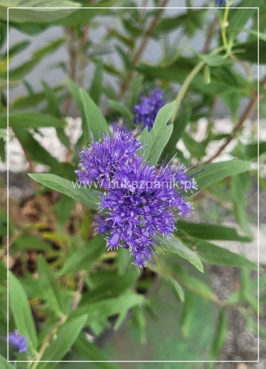 Barbula klandońska Kew Blue – Caryopteris clandonensis  C5l