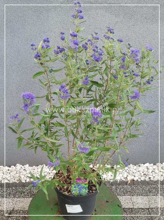 Barbula klandońska Kew Blue – Caryopteris clandonensis  C5l