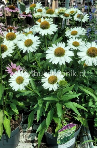 Jeżowka MEDITATION WHITE - Echinacea C5
