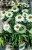 Jeżowka MEDITATION WHITE - Echinacea C5