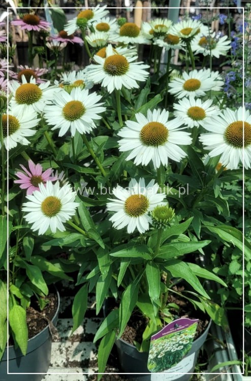 Jeżowka MEDITATION WHITE - Echinacea C5