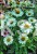 Jeżowka MEDITATION WHITE - Echinacea C5