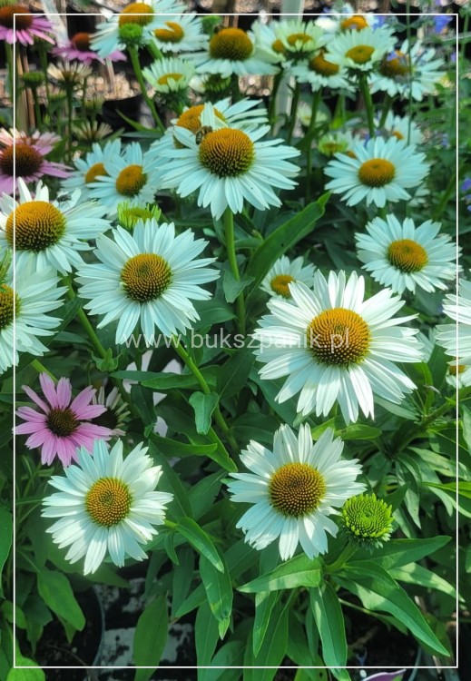 Jeżowka MEDITATION WHITE - Echinacea C5
