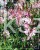 Gaura Lindheimera ROSY JANE- Gaura