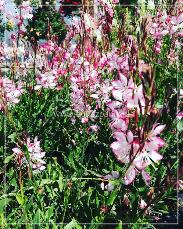 Gaura Lindheimera ROSY JANE- Gaura