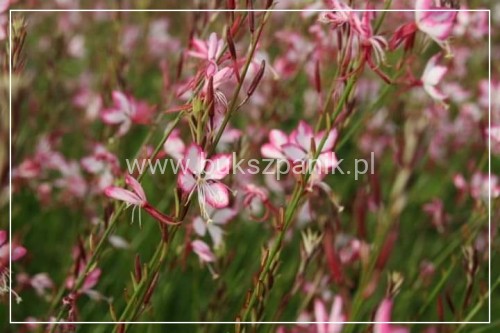 Gaura Lindheimera ROSY JANE- Gaura