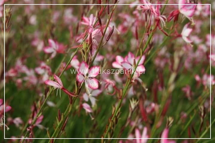 Gaura Lindheimera ROSY JANE- Gaura