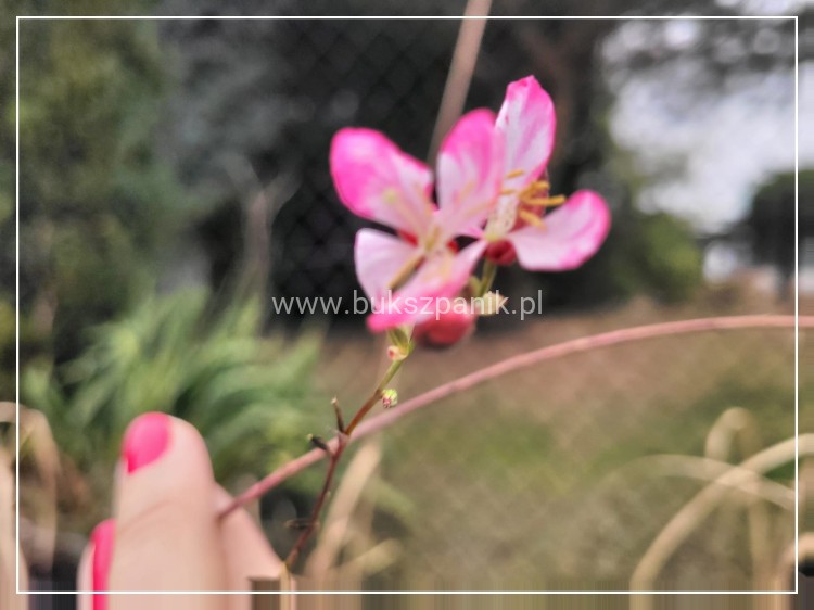 Gaura Lindheimera ROSY JANE- Gaura