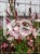 Gaura Lindheimera ROSY JANE- Gaura