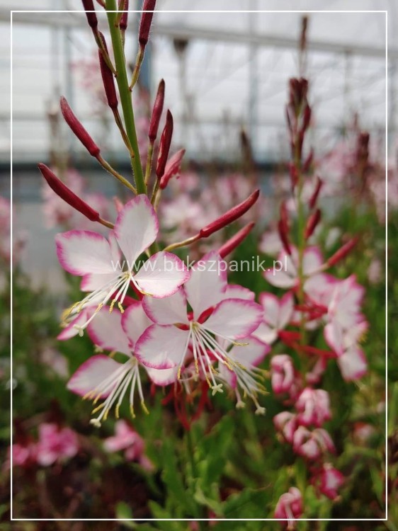 Gaura Lindheimera ROSY JANE- Gaura