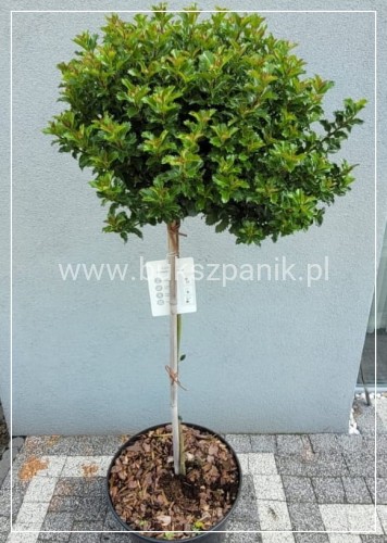 Ostrokrzew Meservy LITTLE RASCAL PA110 - Ilex meserveae C15l