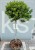 Ostrokrzew Meservy LITTLE RASCAL PA110 - Ilex meserveae C15l