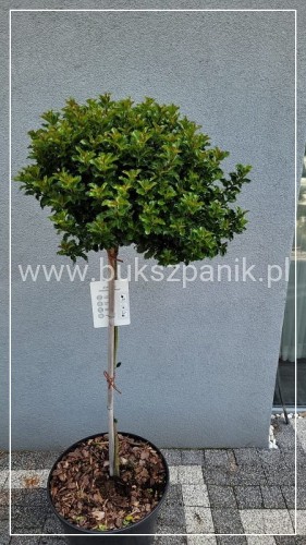 Ostrokrzew Meservy LITTLE RASCAL PA110 - Ilex meserveae C15l