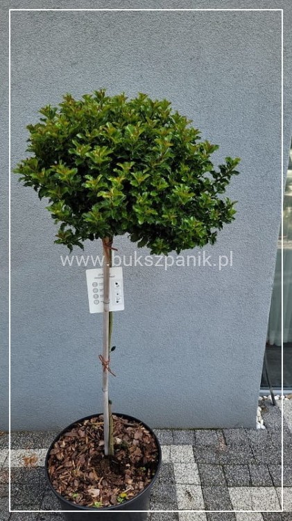 Ostrokrzew Meservy LITTLE RASCAL PA110 - Ilex meserveae C15l