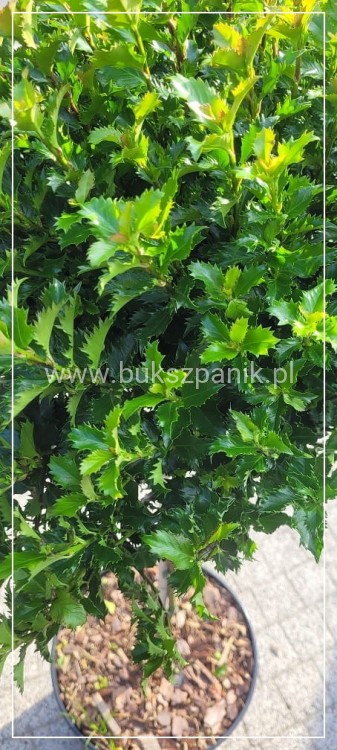 Ostrokrzew Meservy LITTLE RASCAL PA110 - Ilex meserveae C15l