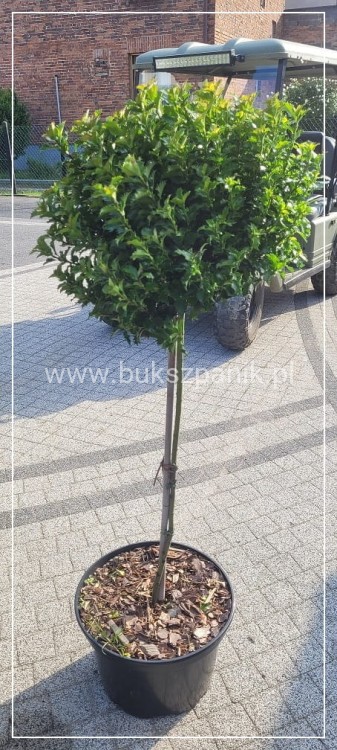 Ostrokrzew Meservy LITTLE RASCAL PA110 - Ilex meserveae C15l