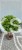 Ostrokrzew Meservy LITTLE RASCAL PA110 - Ilex meserveae C15l