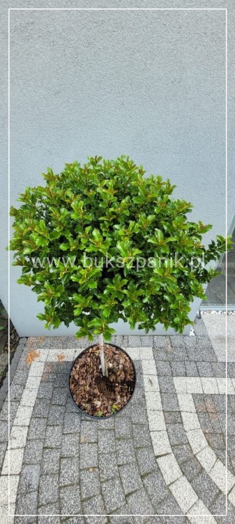 Ostrokrzew Meservy LITTLE RASCAL PA110 - Ilex meserveae C15l