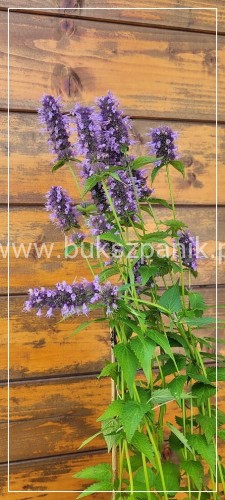 Kłosowiec BLACK ADDER - Agastache