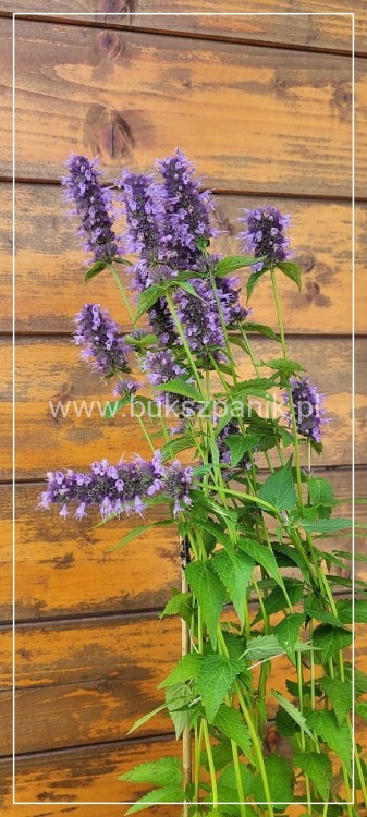 Kłosowiec BLACK ADDER - Agastache