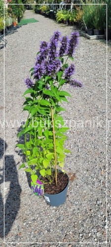 Kłosowiec BLACK ADDER - Agastache
