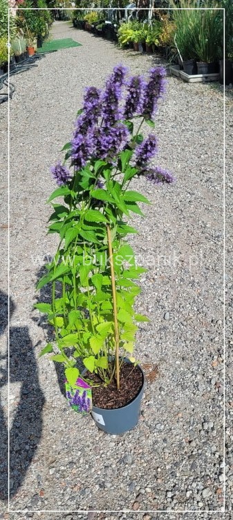 Kłosowiec BLACK ADDER - Agastache