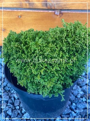 Cyprysik groszkowy HIME SAVARA-Chamaecyparis pisifera